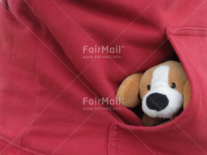 Fair Trade Photo Animals, Colour image, Cute, Dog, Horizontal, Peru, South America