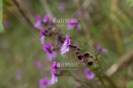 Fair Trade Photo Colour image, Flower, Green, Horizontal, Nature, Outdoor, Peru, Purple, South America