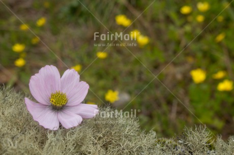 Fair Trade Photo Colour image, Flower, Green, Horizontal, Love, Nature, Peru, South America, White, Yellow