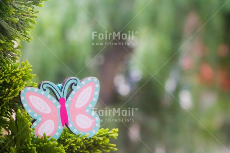 Fair Trade Photo Butterfly, Colour image, Green, Horizontal, Nature, Peru, Plant, Seasons, South America, Summer