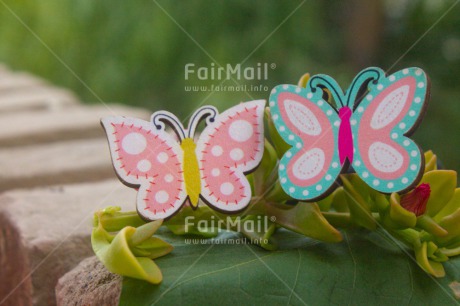 Fair Trade Photo Butterfly, Colour image, Green, Horizontal, Nature, Peru, Plant, Seasons, South America, Summer