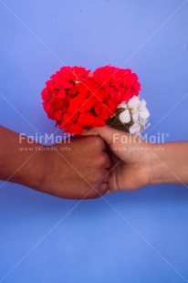 Fair Trade Photo Colour image, Flowers, Friendship, Gift, Hand, Hands, Indoor, Peru, Sorry, South America, Thank you, Vertical