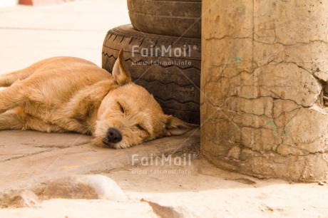 Fair Trade Photo Activity, Animals, Colour image, Day, Dog, Horizontal, Outdoor, Peru, Relax, Sleeping, South America, Street