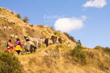 Fair Trade Photo Animals, Blue, Clouds, Colour image, Day, Donkey, Horizontal, Mountain, Nature, Outdoor, People, Peru, Pig, Rural, Sheep, Sky, South America
