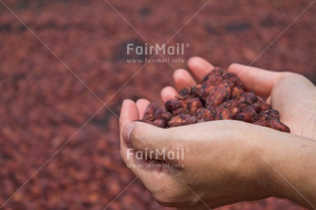 Fair Trade Photo Brown, Cocoa, Colour image, Hand, Horizontal, Peru, Seed, South America, Tarapoto travel