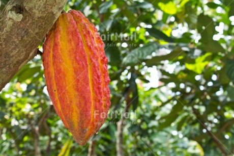 Fair Trade Photo Cocoa, Colour image, Horizontal, Nature, Peru, Seed, South America, Tarapoto travel
