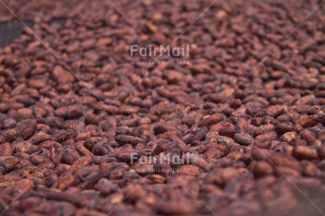 Fair Trade Photo Brown, Cocoa, Colour image, Horizontal, Peru, Seed, South America, Tarapoto travel