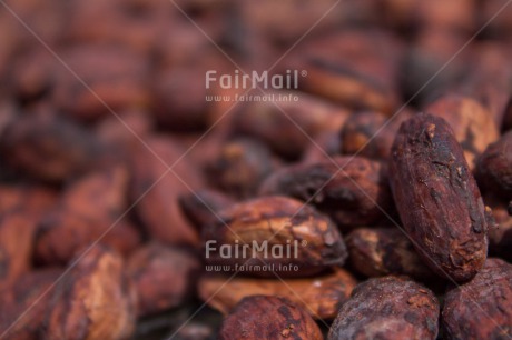 Fair Trade Photo Brown, Cocoa, Colour image, Horizontal, Peru, Seed, South America, Tarapoto travel