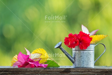 Fair Trade Photo Birthday, Colour image, Colourful, Flower, Friendship, Green, Horizontal, New home, Peru, South America, Tarapoto travel, Thank you, Thinking of you, Watering can