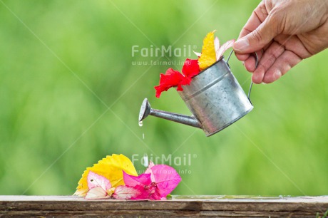 Fair Trade Photo Birthday, Colour image, Colourful, Flower, Friendship, Green, Hand, Horizontal, New home, Peru, South America, Tarapoto travel, Thank you, Thinking of you, Water, Waterdrop, Watering can