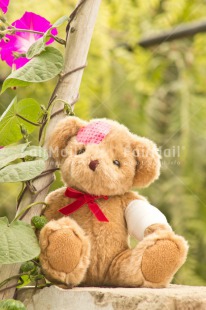 Fair Trade Photo Animals, Bear, Colour image, Flower, Get well soon, Grass, Green, Patches, Peluche, Peru, South America, Teddybear, Tree