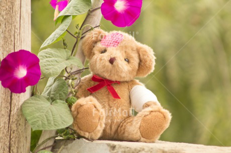 Fair Trade Photo Animals, Bear, Colour image, Flower, Get well soon, Grass, Green, Patches, Peluche, Peru, South America, Teddybear, Tree, Wood