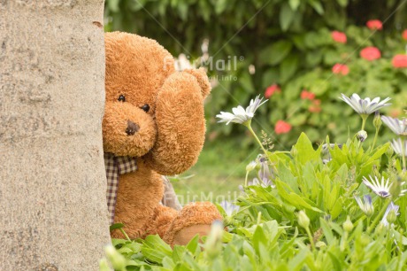 Fair Trade Photo Animals, Bear, Birthday, Colour image, Fathers day, Friendship, Grass, Green, Love, Mothers day, New baby, Peluche, Peru, Sorry, South America, Teddybear, Thank you, Thinking of you, Tree, Valentines day, Wood