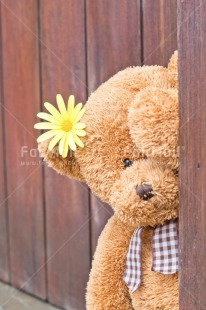 Fair Trade Photo Animals, Bear, Birthday, Colour image, Fathers day, Flower, Friendship, Love, Mothers day, New baby, Peluche, Peru, Sorry, South America, Teddybear, Thank you, Thinking of you, Valentines day, Wood, Yellow