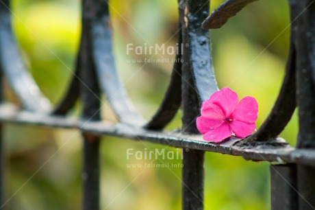 Fair Trade Photo Activity, Colour image, Condolence-Sympathy, Flower, Friendship, Horizontal, Love, Peru, Purple, South America, Thank you, Thinking, Valentines day, Wedding