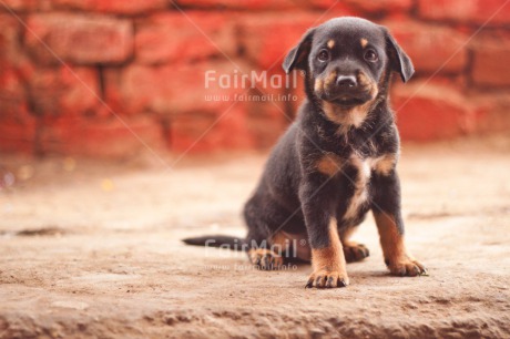 Fair Trade Photo Animals, Birthday, Colour image, Dog, Friend, Friendship, Horizontal, Love, Peru, Puppy, South America, Thank you, Thinking of you, Valentines day