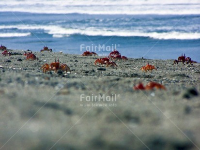 Fair Trade Photo Animals, Beach, Colour image, Cooperation, Crab, Day, Horizontal, Nature, Outdoor, Peru, Sand, Sea, Seasons, South America, Summer, Together