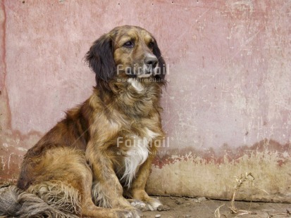 Fair Trade Photo Activity, Animals, Colour image, Day, Dog, Horizontal, Outdoor, Peru, Sitting, South America, Street, Streetlife