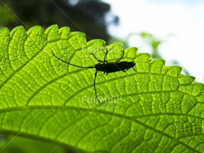 Fair Trade Photo Animals, Closeup, Colour image, Green, Horizontal, Insect, Nature, Peru, Plant, South America