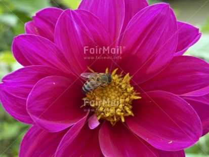 Fair Trade Photo Animals, Bee, Colour image, Day, Environment, Flower, Horizontal, Insect, Nature, Outdoor, Peru, Pink, South America, Sustainability, Values, Yellow