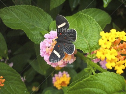 Fair Trade Photo Activity, Animals, Butterfly, Colour image, Day, Flower, Get well soon, Horizontal, Insect, Leaf, Nature, Outdoor, Peru, Plant, Sitting, South America