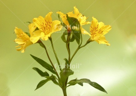 Fair Trade Photo Colour image, Flower, Horizontal, Peru, South America, Studio, Yellow