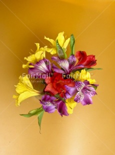 Fair Trade Photo Colour image, Colourful, Flower, High angle view, Peru, South America, Studio, Vertical