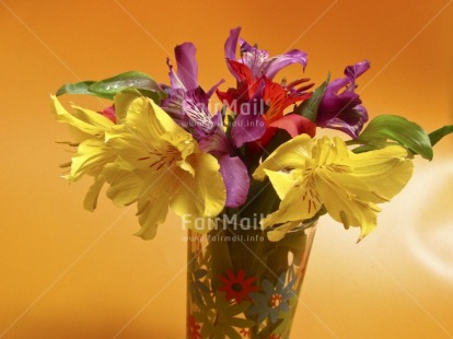 Fair Trade Photo Colour image, Colourful, Flower, Horizontal, Peru, South America, Studio