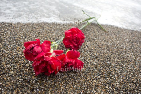 Fair Trade Photo Beach, Closeup, Condolence-Sympathy, Day, Horizontal, Love, Outdoor, Peru, Red, Rose, Sand, Sea, South America, Summer, Water