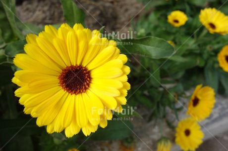 Fair Trade Photo Closeup, Day, Flower, Horizontal, Nature, Outdoor, Peru, South America, Yellow