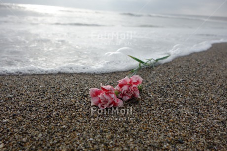 Fair Trade Photo Beach, Closeup, Condolence-Sympathy, Day, Horizontal, Love, Outdoor, Peru, Pink, Rose, Sand, Sea, South America, Summer, Water