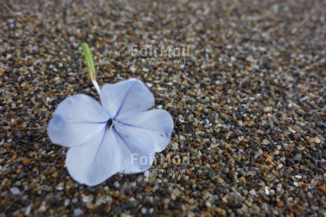 Fair Trade Photo Beach, Closeup, Colour image, Condolence-Sympathy, Day, Flower, Horizontal, Outdoor, Peru, Sand, South America