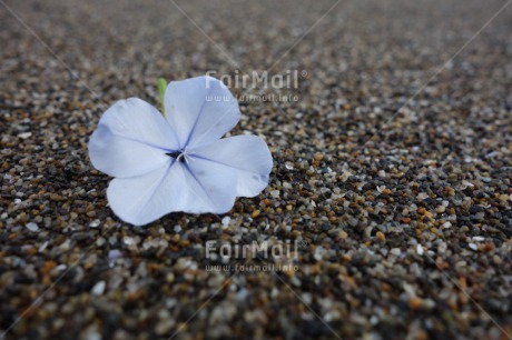 Fair Trade Photo Beach, Closeup, Colour image, Condolence-Sympathy, Day, Flower, Horizontal, Outdoor, Peru, Sand, South America