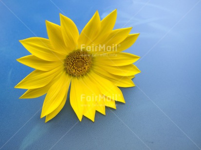 Fair Trade Photo Blue, Closeup, Flower, Horizontal, Peru, South America, Studio, Yellow