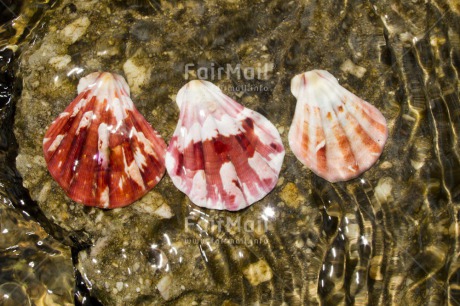 Fair Trade Photo Closeup, Day, Horizontal, Outdoor, Peru, River, Shell, South America, Water, Wellness