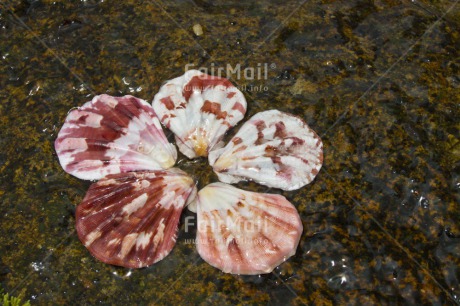 Fair Trade Photo Closeup, Day, Horizontal, Outdoor, Peru, River, Shell, South America, Water, Wellness