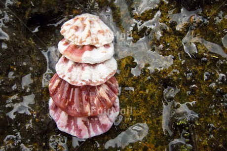 Fair Trade Photo Closeup, Day, Horizontal, Outdoor, Peru, River, Shell, South America, Water, Wellness