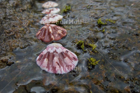 Fair Trade Photo Closeup, Day, Horizontal, Outdoor, Peru, River, Shell, South America, Water, Wellness