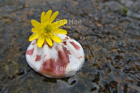 Fair Trade Photo Closeup, Day, Flower, Horizontal, Outdoor, Peru, River, Shell, South America, Water, Wellness, Yellow