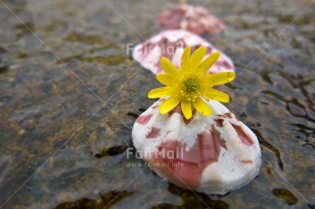 Fair Trade Photo Closeup, Day, Flower, Horizontal, Outdoor, Peru, River, Shell, South America, Water, Wellness, Yellow