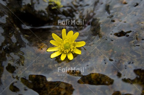 Fair Trade Photo Condolence-Sympathy, Flower, Horizontal, Peru, River, South America, Water, Wellness, Yellow