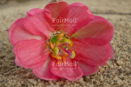 Fair Trade Photo Closeup, Flower, Horizontal, Peru, Pink, South America, Summer