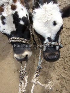 Fair Trade Photo Agriculture, Animals, Baby, Black, Cow, High angle view, People, Peru, South America, Vertical, White