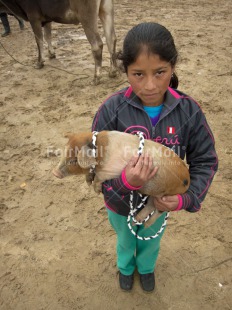 Fair Trade Photo 10-15 years, Activity, Agriculture, Animals, Care, Casual clothing, Clothing, Day, High angle view, Latin, Looking at camera, Market, One girl, Outdoor, People, Peru, Pig, Portrait fullbody, Selling, South America, Swine, Vertical