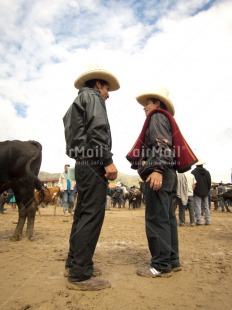 Fair Trade Photo 40-45 years, Activity, Agriculture, Animals, Business, Cow, Day, Entrepreneurship, Ethnic-folklore, Farmer, Latin, Low angle view, Market, Outdoor, People, Peru, Selling, Sombrero, South America, Talking, Vertical