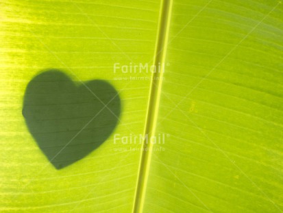 Fair Trade Photo Artistique, Green, Heart, Horizontal, Leaf, Love, Nature, Peru, Shadow, South America, Valentines day