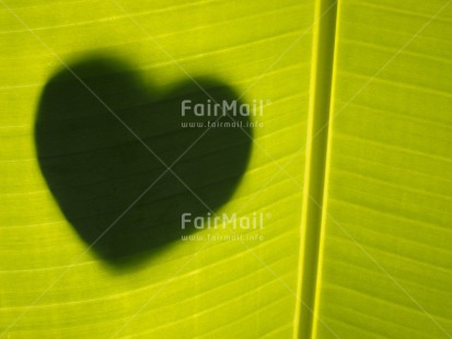 Fair Trade Photo Artistique, Green, Heart, Horizontal, Leaf, Love, Nature, Peru, Shadow, South America, Valentines day