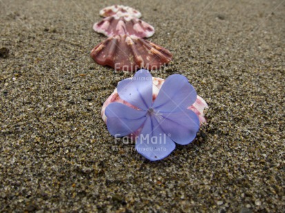 Fair Trade Photo Beach, Flower, Horizontal, Outdoor, Peru, Purple, Sand, Shell, South America, Spirituality, Summer, Wellness