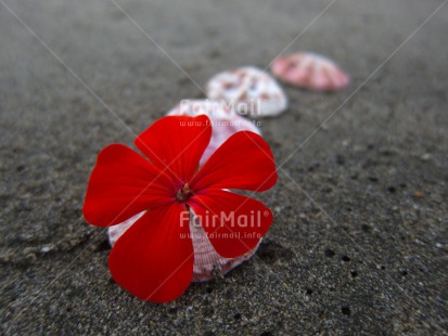 Fair Trade Photo Beach, Flower, Horizontal, Outdoor, Peru, Red, Sand, Shell, South America, Spirituality, Summer, Wellness