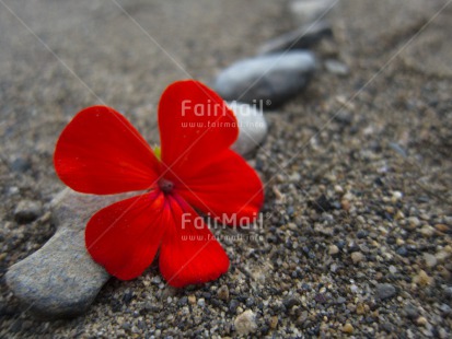 Fair Trade Photo Beach, Flower, Horizontal, Outdoor, Peru, Red, Sand, South America, Spirituality, Stone, Summer, Wellness